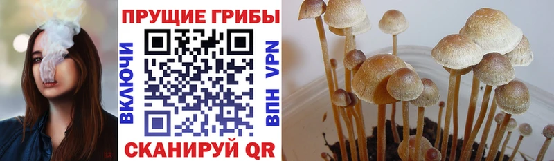 Псилоцибиновые грибы ЛСД  продажа наркотиков  Прохладный 